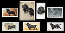 FIELD SPANIEL BLACK DOG VINTAGE CIGARETTE & TRADE CARDS - X 7 all original