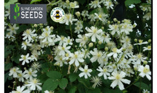 CLEMATIS VITALBA WHITE WILD FLOWER SEEDS  PERENNIAL CLIMBER - Travellers Joy