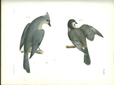 J W Hill hand-colored print 1844 Blackcap Tit & Crested Tit