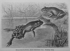 Geburtshelferkr&ouml;te Alytes obstetricans Holzstich 1912  Frosch Kr&ouml;te
