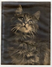 Silbergelatine Foto (27x21cm) um 1920 - Katze - tolle Wirkung - Aussilberungen