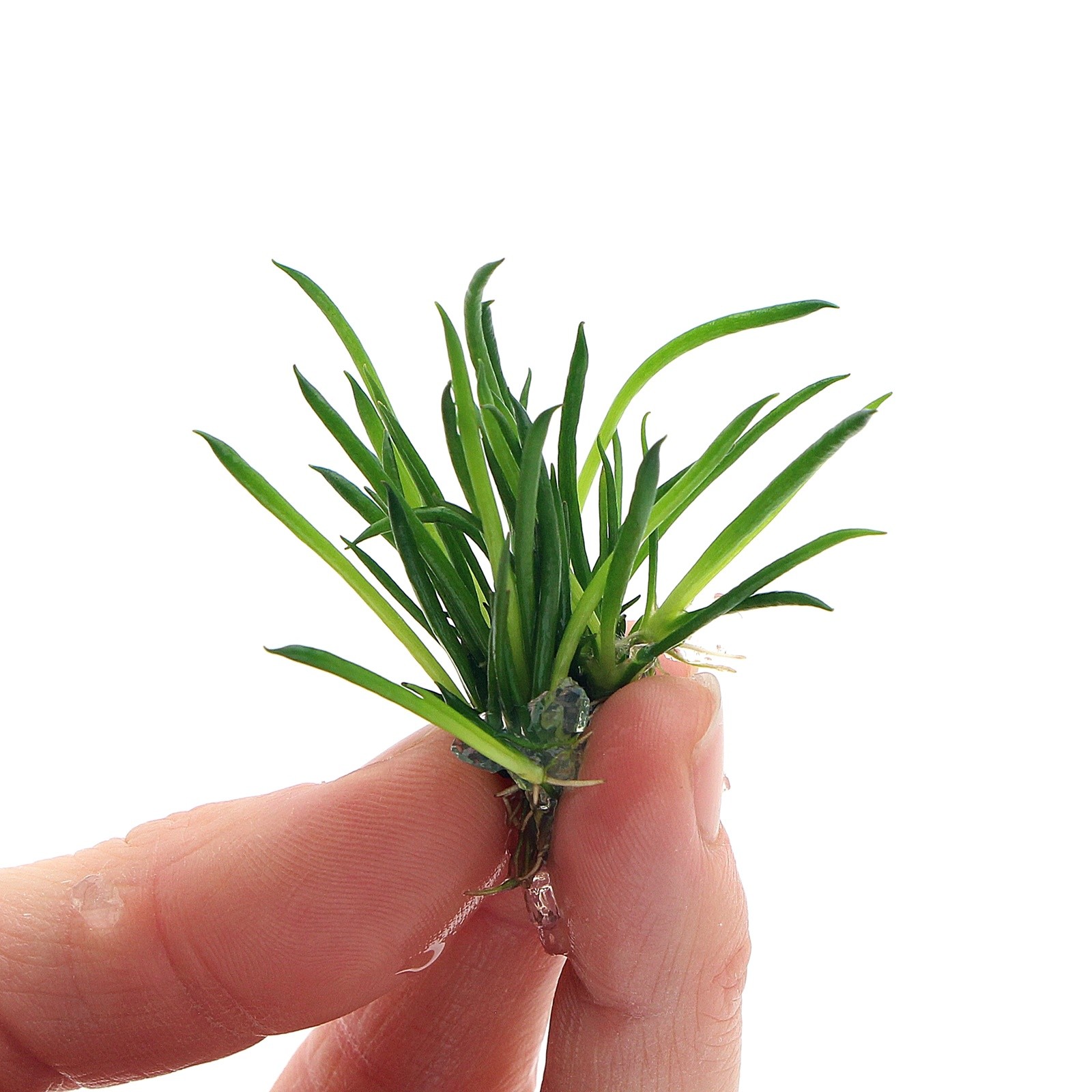 Littorella Uniflora In Vitro Live Aquarium Plants Tropical K2AQUA