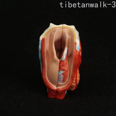 Human Larynx Anatomical Model Anatomy Skeleton Throat Model