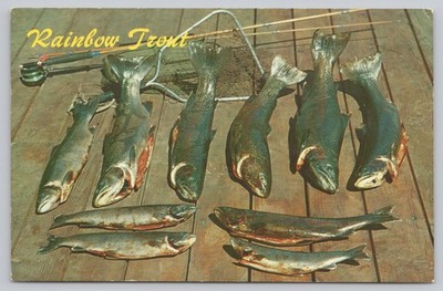 Postcard Nice Catch of Rainbow Trout Fish Fishing