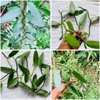 Vanilla Bean Plant Planifolia Orchid/Live Fresh Rooted / Inches 6/ Cuttings PCS