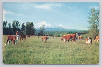 Cattle Ranch In Central Washington Postcard | eBay