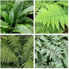 5 x Mixed Hardy Fern Plants Shade Woodland Garden Perennial
