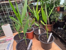 GREEN CARDAMOM -ELLAICHII LIVE PLANT IN 1 LTR POT ,