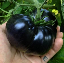 240+ Black Sea Man Tomato Seeds - Heirloom - Organic ---------------------- RARE
