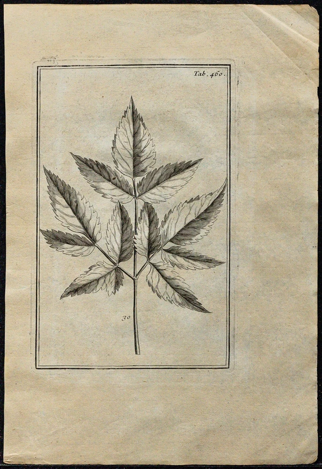1719 - Side / Coast Branchy Charged Of Leaves - engraving antique Of Botany