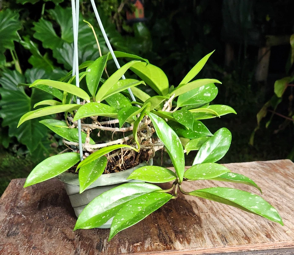 Planta para salpicaduras Hoya Pubicalyx en maceta de 6" 8" de alto 20" de ancho GRANDE Foto 4 de 4