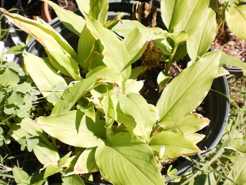 Turmeric PLANT, curcumin ( 20+20 FREE Count BULBS/RHIZOME, ) Khmer រមៀត rmiet - Picture 4 of 7