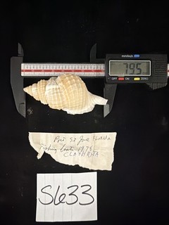 Carcasa Distorsio Reticulata 79 5 mm Port St Joe FL 1978 (S633)