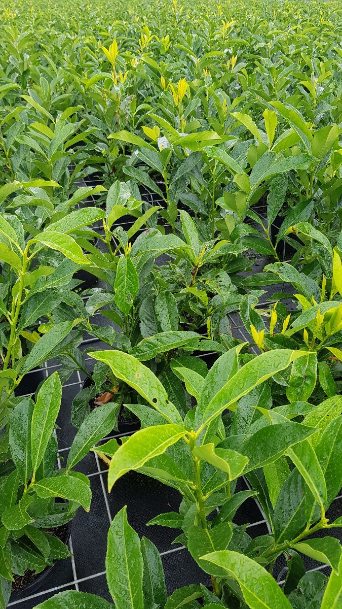 Laurier palme Prunus laurocerasus Caucasica Moreau robuste en grand pot de 7L