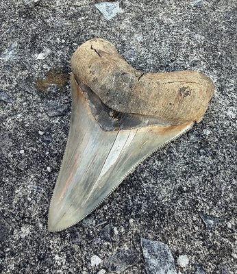 #ad #ad 4” Fossilized Megalodon Shark Tooth Meg Fossil Perfect Serrations Authentic $425.00