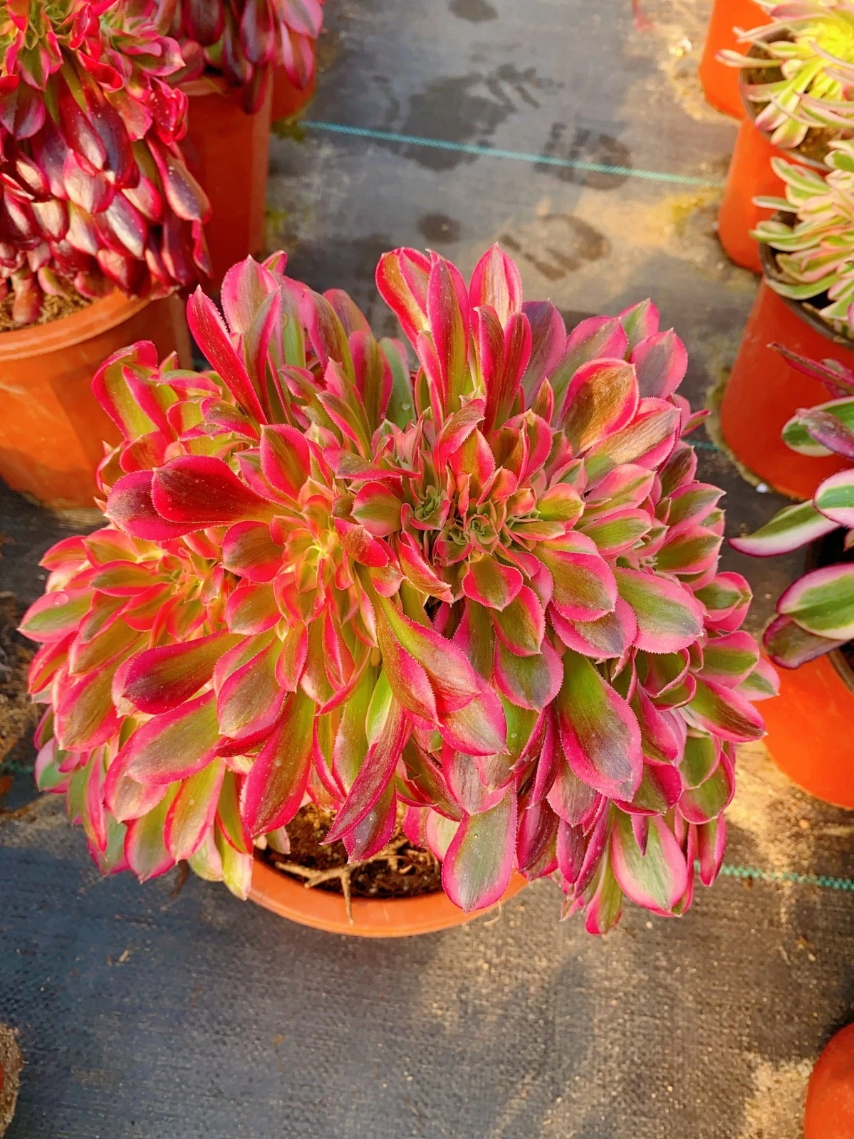 Aeonium 'pink witch cristata Rooted succulent plant
Opens in a new window or tab