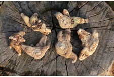 100g High Quality Bletilla Striata, the Tuber of Hyacinth Bletilla,
