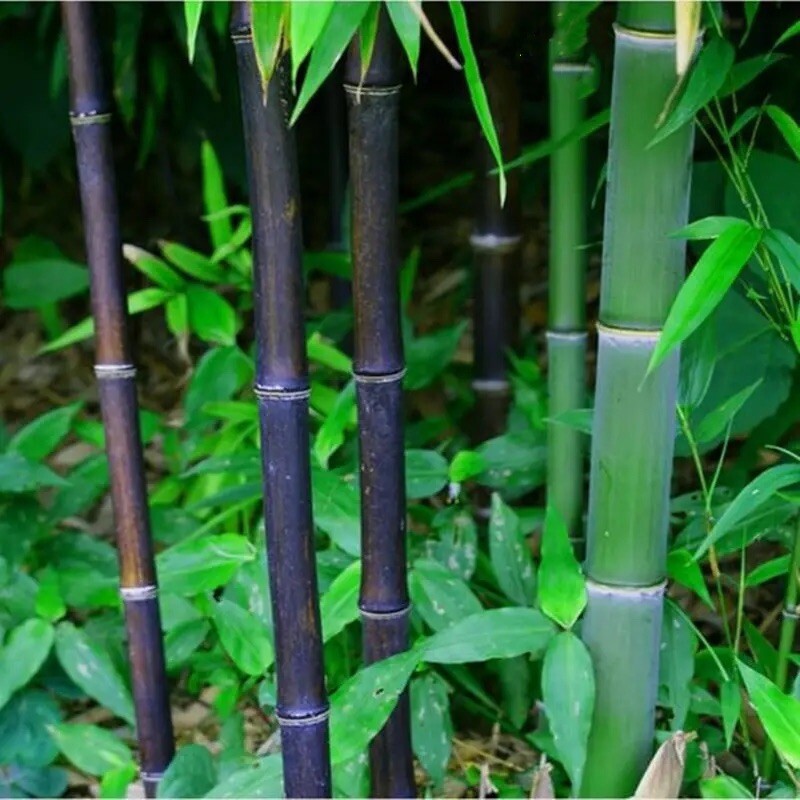 Black Bamboo (Phyllostachys nigra) shoots emerging in spring – Western Bamboo