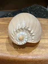 Beautiful Melon Baler Sea Shell Smooth Peach Color 6” Long