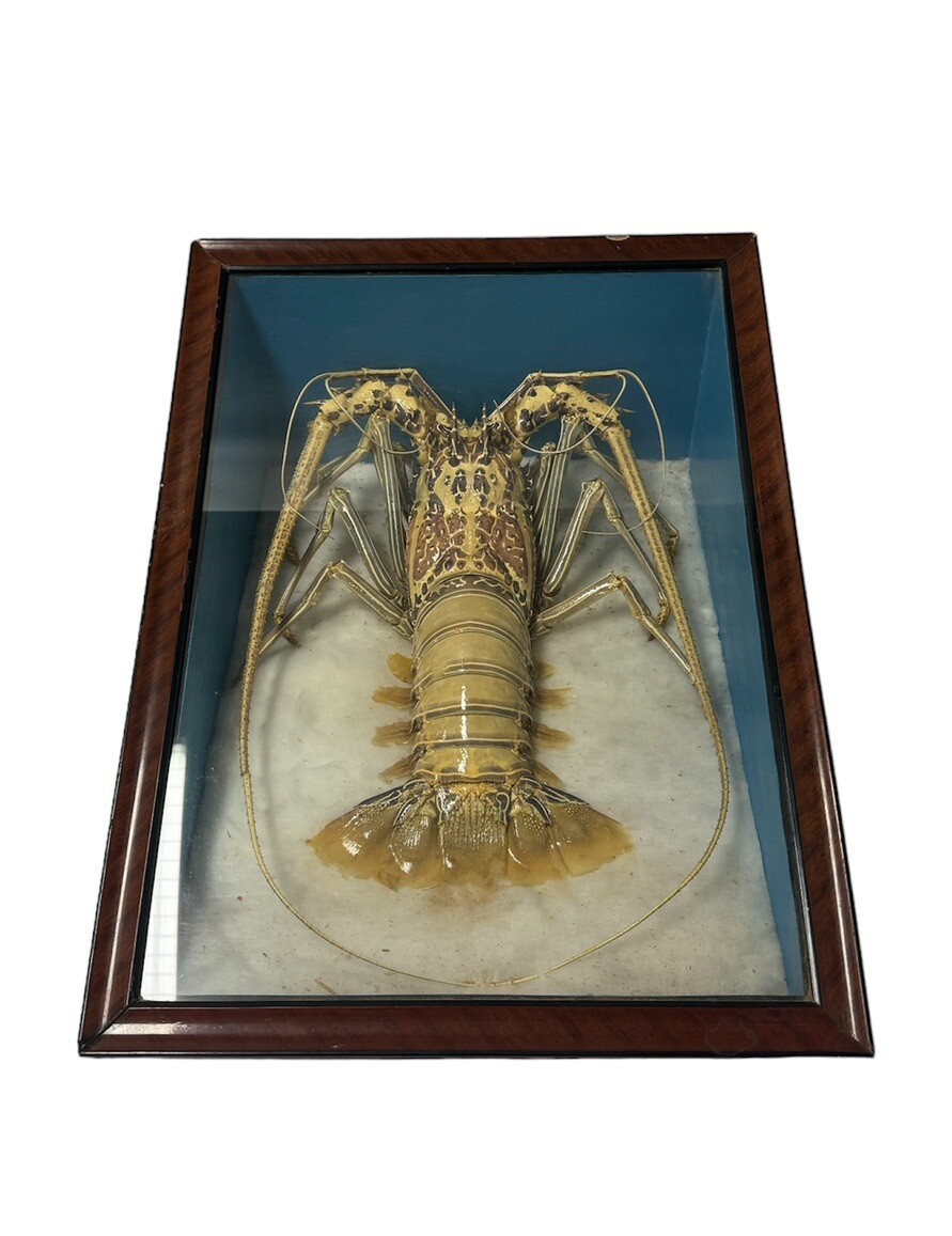 ロブスター標本 木製フレーム付き Victorian Specimen Albino Taxidermy Lobster in Shadow Box Frame | eBay
