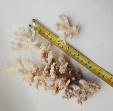 2 Pcs Rare Natural White Tip Brown Coral Specimens 8" x 5" & 2" X 2.5"