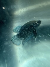 Betta Plakat Fighter Super Thai/Dominican Republic Betta Fish Juvenile MALE A1
