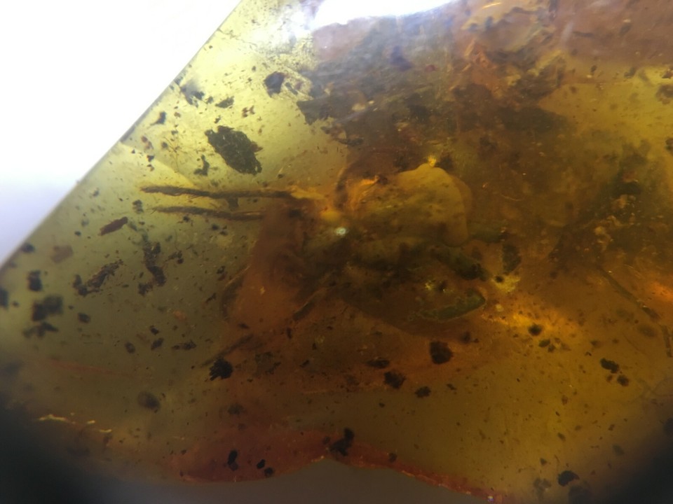 40 Million Years INSECT INCLUSION AMBER NUGGET #6 | eBay