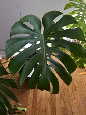 Monstera deliciosa