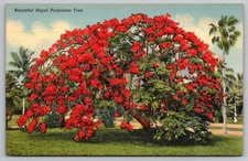 Postcard: Beautiful Royal Poinciana Tree, Florida, Linen, Unposted