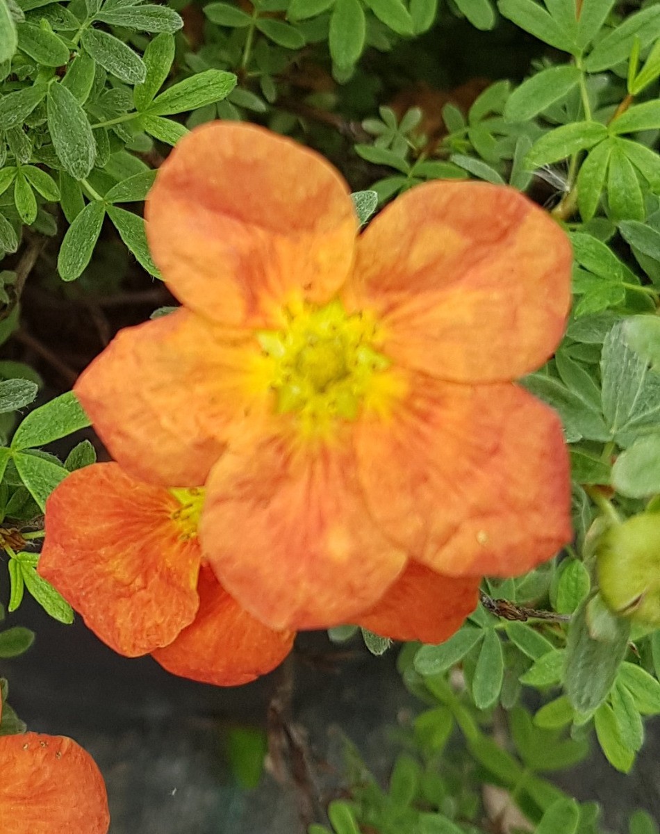 Potentille orange Hopley's Orange variété rare à floraison estivale durable