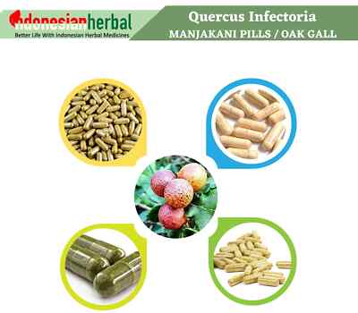 Capsule Of Pure Quercus Infectoria Oakgall Manjakani Organic Natural Herbal
