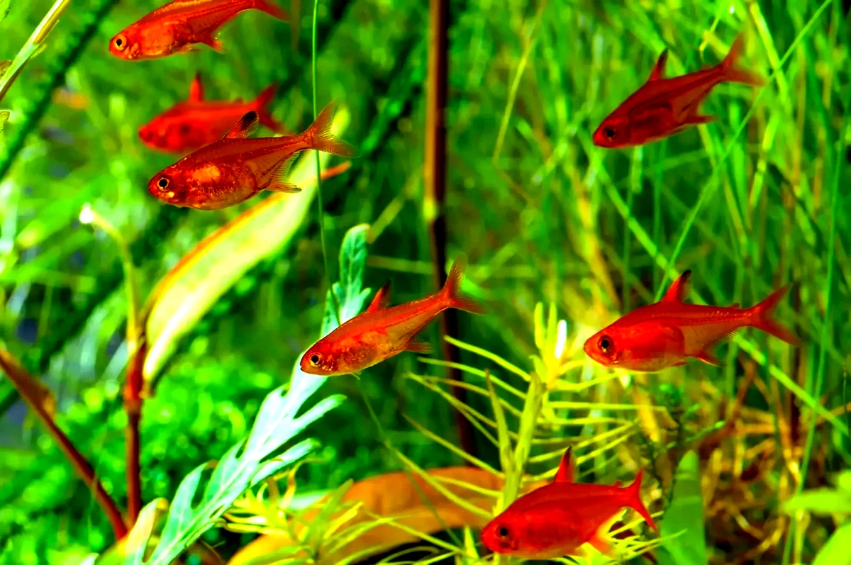 Tetra Tropical Live Aquarium Fish for sale | eBay