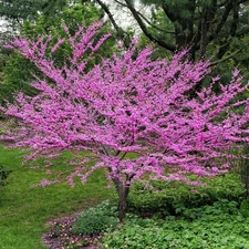 2  - FLOWERING EASTERN REDBUD TREE Rooted Plants - Rosy Pink Spring Blooms