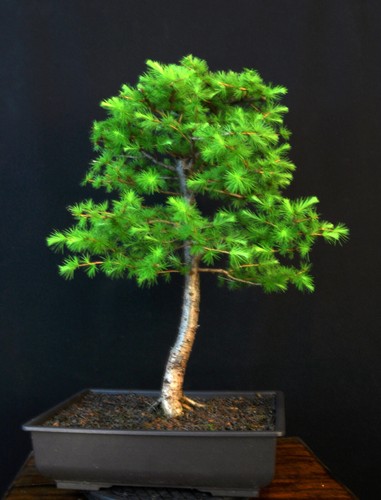 BONSAI EUROPEAN LARCH LARIX DECIDUA OUTDOOR - Picture 7 of 9