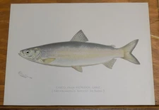 1907 COLOR Print, Game Fish of NY///CISCO (ARGYROSOMUS ARTEDI, LE SUEUR)