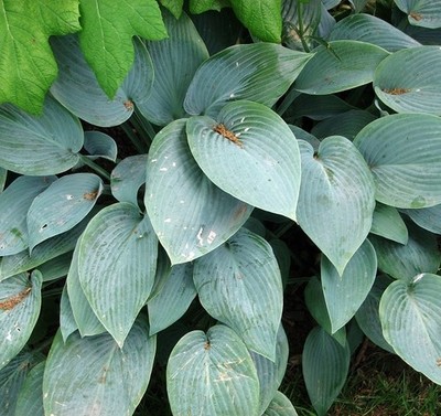 Foto 6x4 Hosta (Hosta) - Laub Narborough\/TF7412 Hostas sollen b c2017