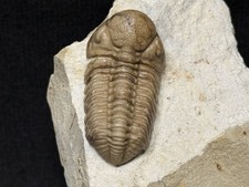Trilobite-Bob Carroll Prep Oklahoma Black Cat Mountain Kaniops-Fossils Crinoid