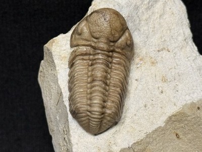 Trilobite-Bob Carroll Prep Oklahoma Black Cat Mountain Kaniops-Fossils Crinoid