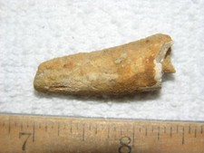 Dinosaur fossil tooth Spinosaurus Cretaceous Era bigger 1.5 inch long E43