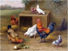 Farmyard Harmony Rooster Hens Accent Tile Mural Kitchen Wall Backsplash Ceramic