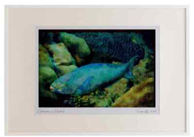 427021 Königin Papageienfische ernähren sich von den Hartkorallen des Riffs Aquarell Bilderrahmen