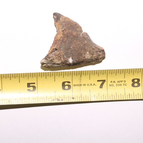 Sección de cráneo Triceratops Eppocipital fósil formación Hell Creek Cretácico - Imagen 9 de 10