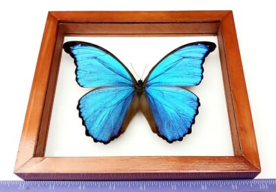 REAL FRAMED BUTTERFLY BLUE MORPHO DIDIUS MALE MOUNTED DOUBLE GLASS 