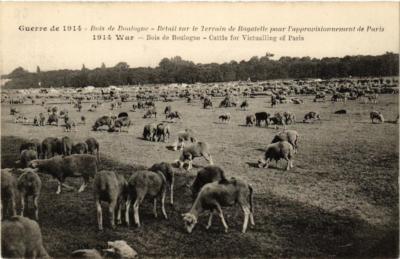 CPA PARIS 16e Bois de Boulogne. Betail Sir le Terrain de Bagatelle (536153)