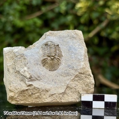 Scutellum A Grade Fossil Trilobit Niederdevon Ofaten Marokko Original