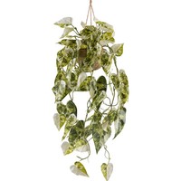 Kunstpflanze Syngonium Podophyllum Albo Variegata, HöHe Ca. 80 Cm