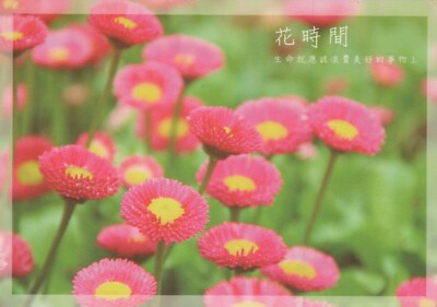 FLOWERS Vintage Ansichtskarte Postkarte CPSM #PAR379.D