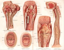 MOUTH & THROAT original 1886 vintage anatomy Chromolithograph print