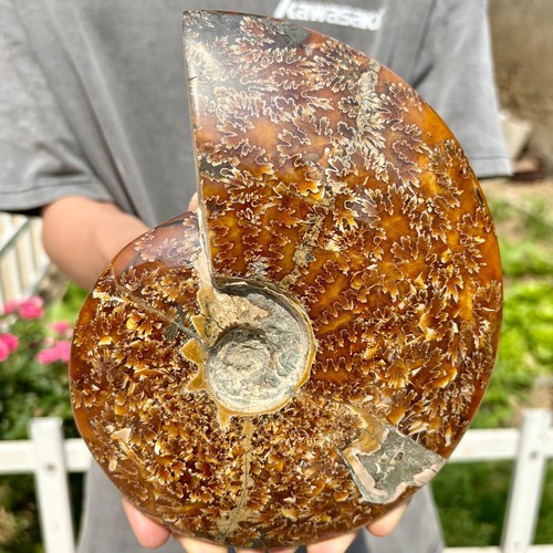 3LB Selten! Natürlicher Tentakel Ammonit Fossil Exemplar, Muschelheilung in Madagaskar - Bild 3 von 9