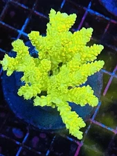 HW Tenuis You Will Recieved The 2nd Picture With Approximately 1 Inch Frag